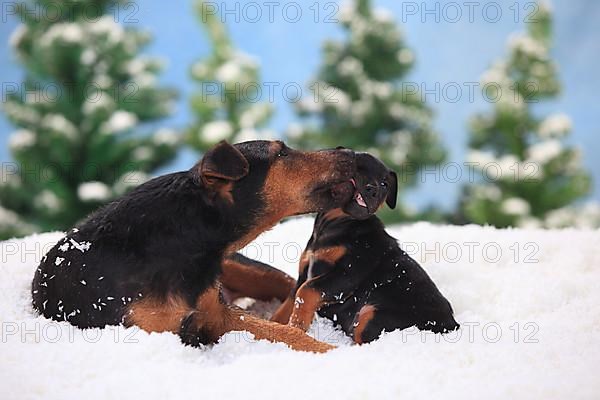 German Hunting Terrier