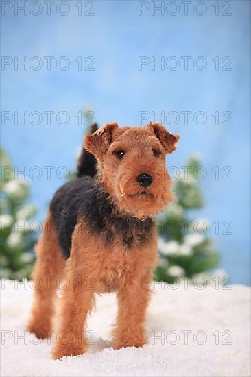 Welsh Terrier