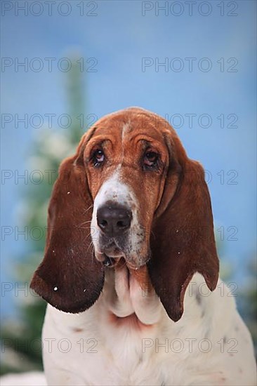 Basset Hound