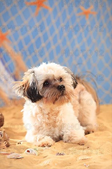 Interracial dog