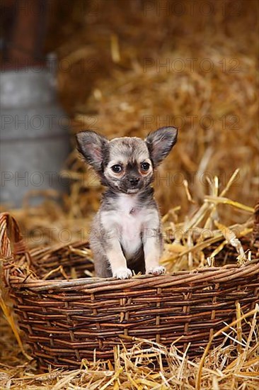 Chihuahua