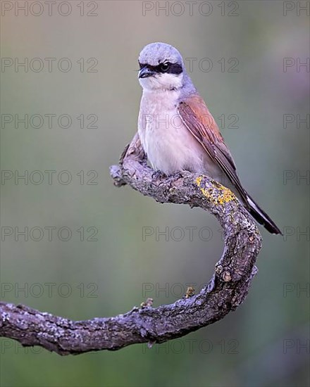 Red-backed Shrike