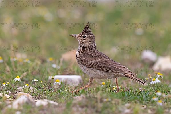 Crested Lark