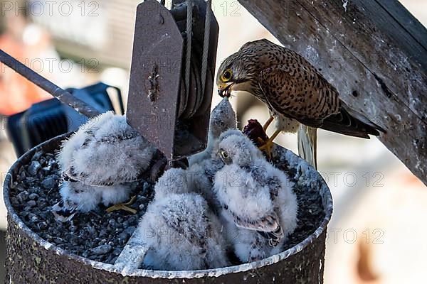 Common kestrel