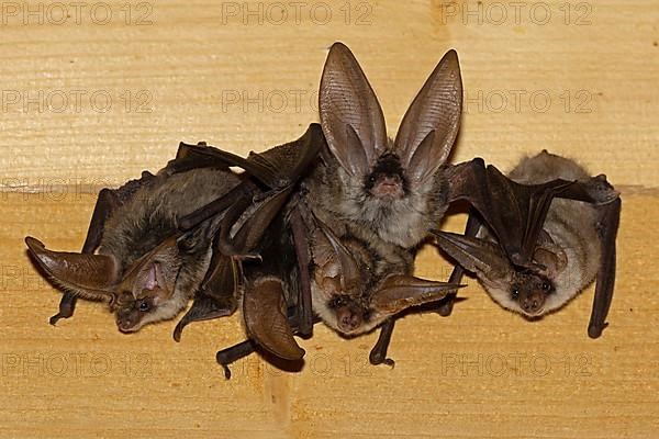 Grey long-eared bat