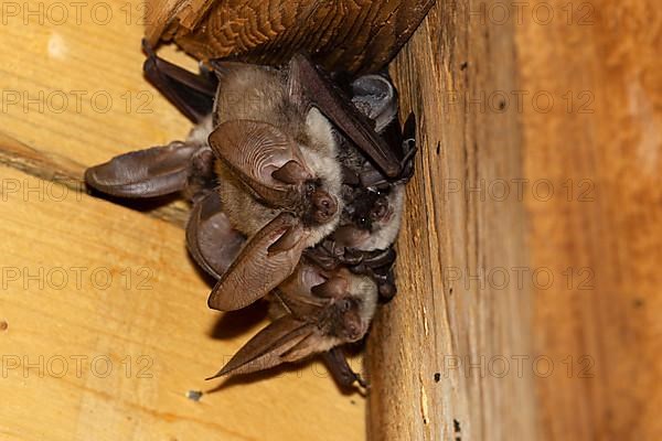 Grey long-eared bat