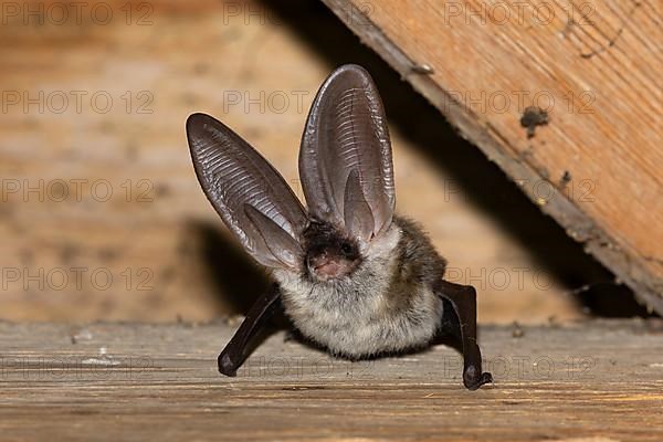 Grey long-eared bat