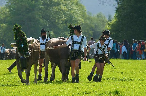 Cattle seperation in Bad Hindelang