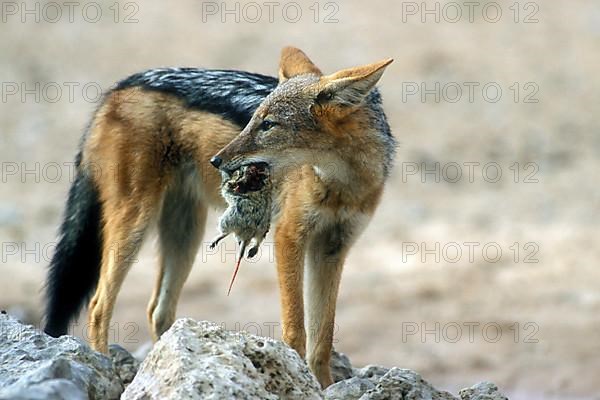 Black-backed jackal