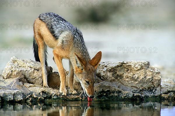 Black-backed jackal