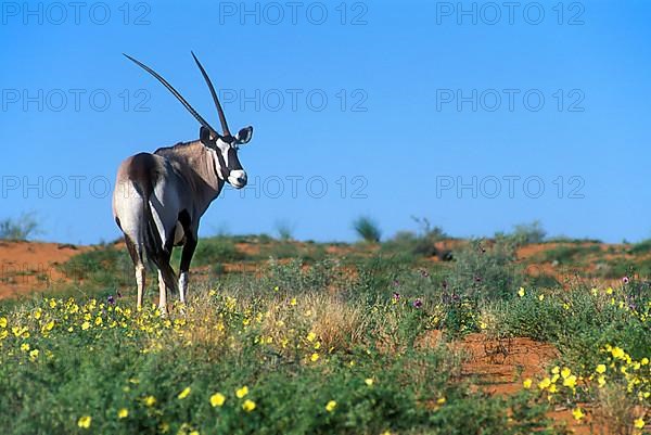 Gemsbok