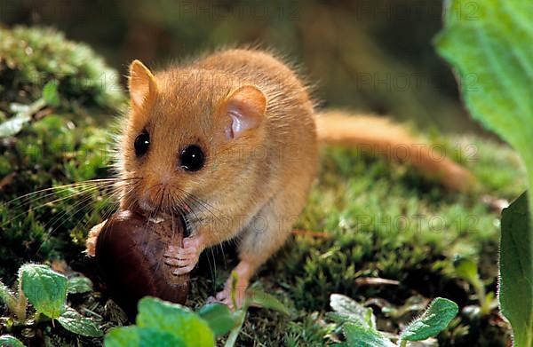 Common dormouse