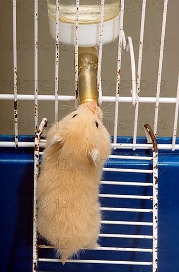 Golden hamster