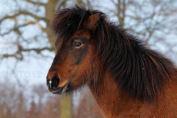 Icelandic Horse