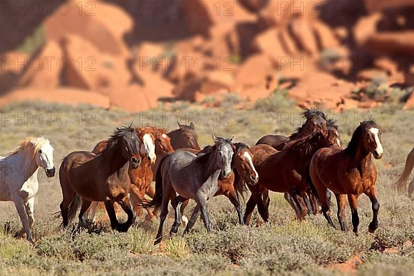 Mustangs