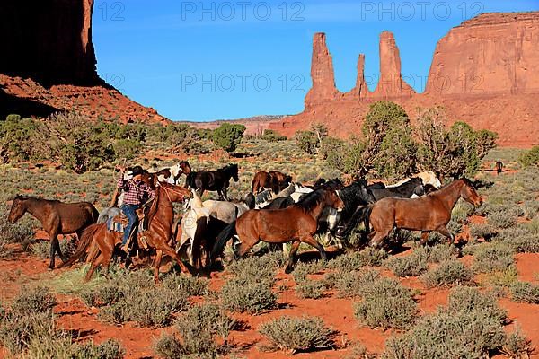 Navajo cowboy drives mustangs