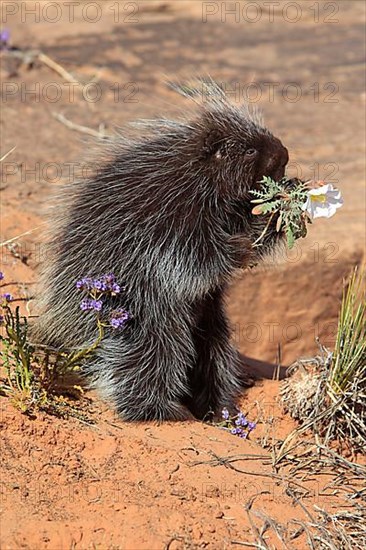 North american porcupine