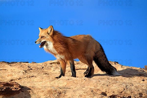 American red fox