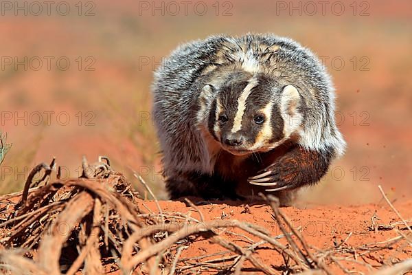 Badger