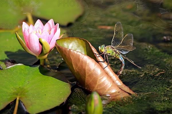 Emperor dragonfly