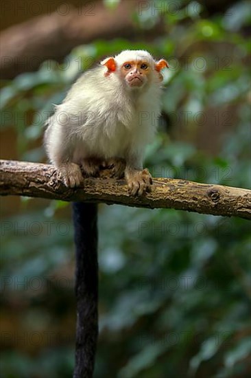 Silver silvery marmoset