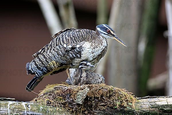 Sunbittern