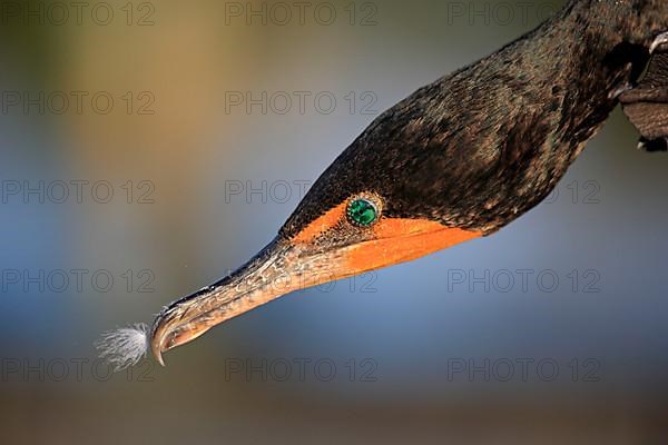 Double-crested cormorant