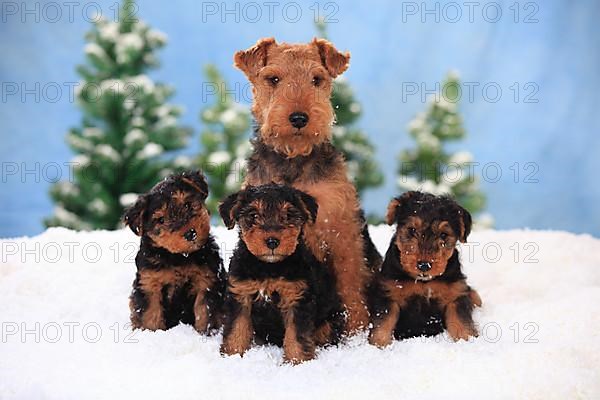 Welsh Terrier