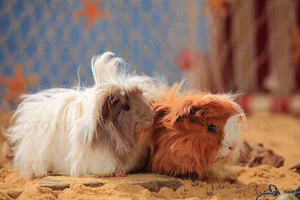 Angora guinea pig