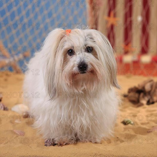 Coton de Tulear