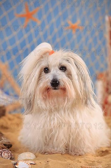 Coton de Tulear