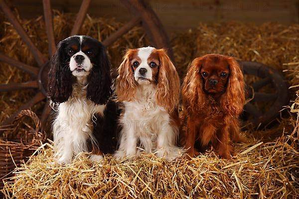 Cavalier King Charles Spaniel