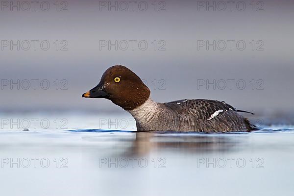 Common Goldeneye