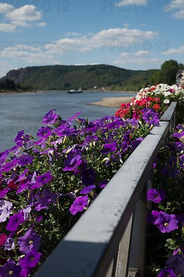 Linz on the Rhine with a view of the Rhine