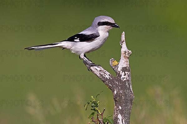 Great Grey Shrike