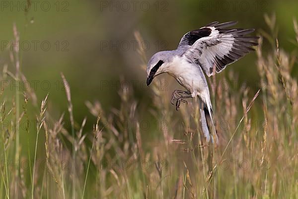 Great Grey Shrike