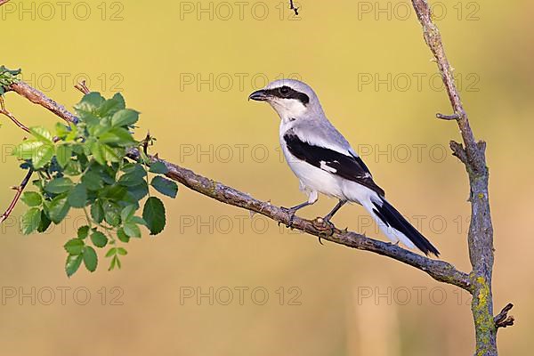 Great Grey Shrike