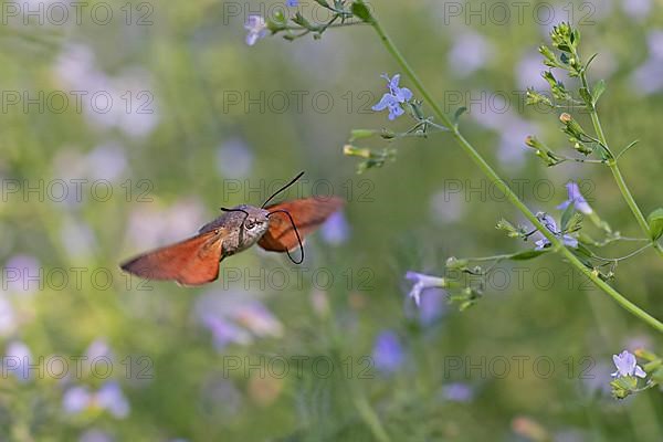 Hummingbird hawk-moth