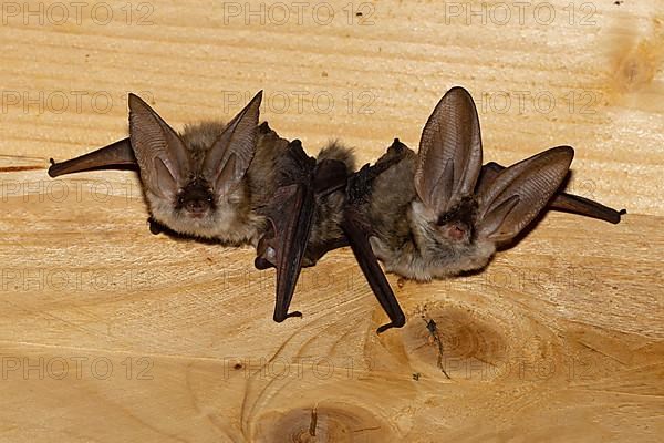 Grey long-eared bat