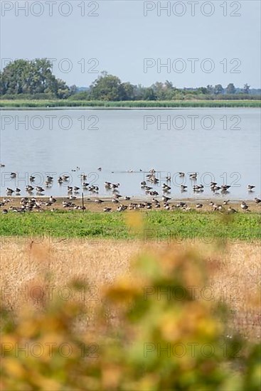 Birds at Guelper See