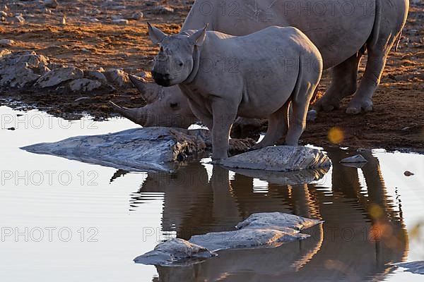 Black rhinoceroses