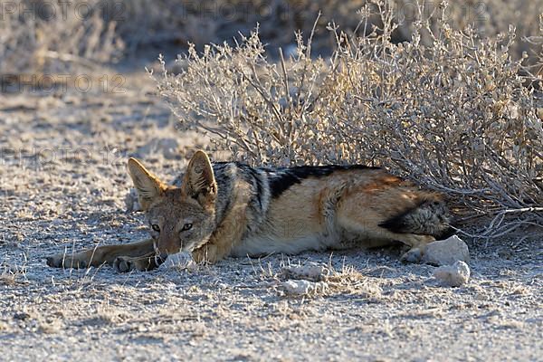 Black-backed jackal