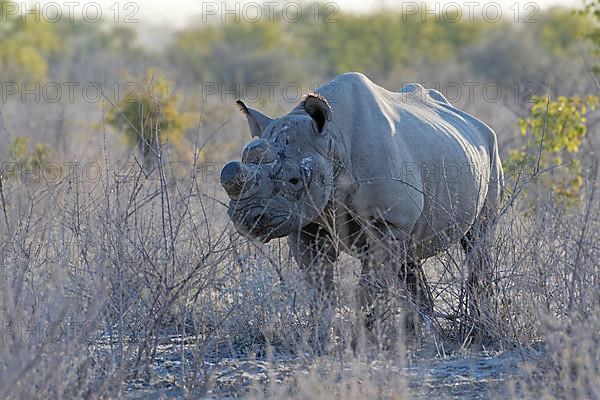 Black rhinoceros