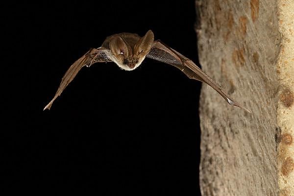 Grey long-eared bat