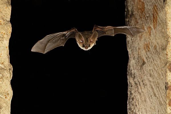 Grey long-eared bat