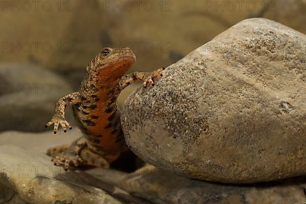 Pyrenean brook salamander