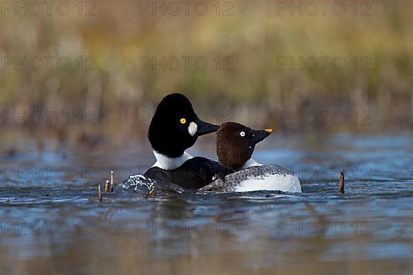 Common Common Goldeneye