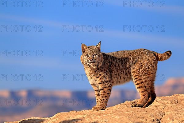 Bobcat