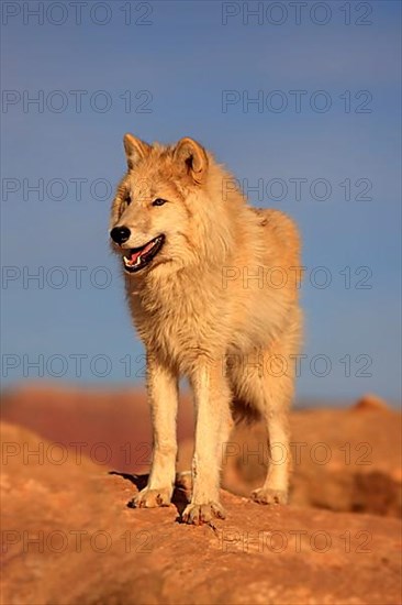 Timbergray wolf