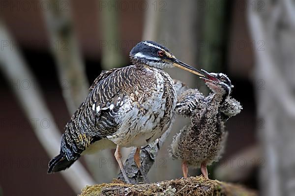 Sunshine Bittern with Young